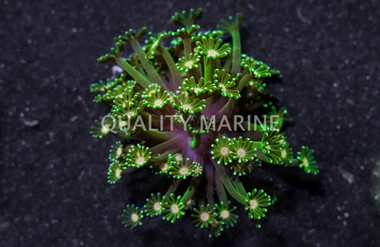 Daisy, Green w/Pink Center  :: Eastern Asia :: 77838