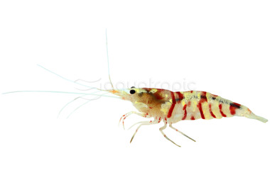 Red Fancy Crystal Shrimp :: 86613