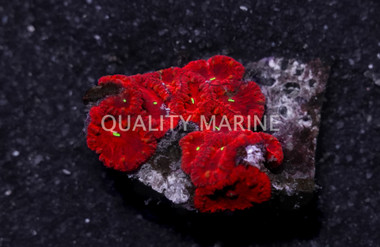 Wellsi Ultra Colored :: Melanesia :: 84969