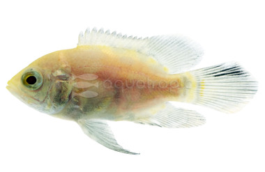 Albino Longfin Oscar Cichlid :: 72220