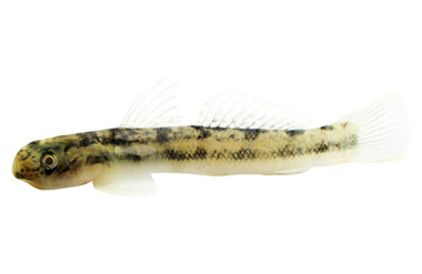 Threadfin Sicyopterus Goby :: 97967