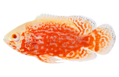 Ruby Longfin Oscar :: 32312