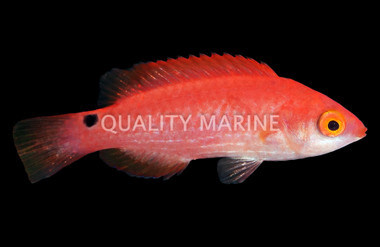 Walindi Fairy Wrasse :: 33905
