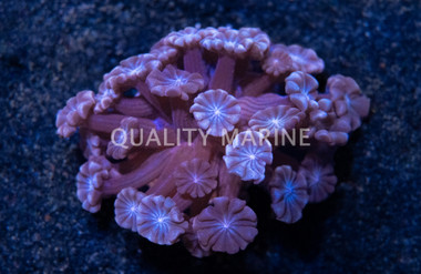 Daisy, Blue Center w/ Pink Tentacles  :: Australia / Coral Sea :: 72398