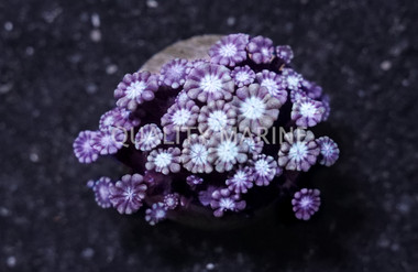 Daisy, Metallic Green w/ Blue Center :: Australia / Coral Sea :: 43202