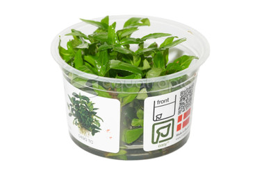 Staurogyne repens :: 81883