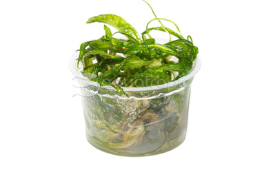 Cryptocoryne crispatula :: 88910