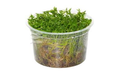 Rotala wallichii :: 11824