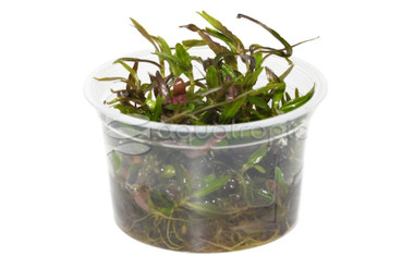 Hygrophila lancea 'Araguaia' :: 12402