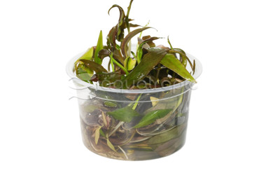 Cryptocoryne undulatus 'Broad Leaf' :: 24791