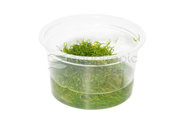 Riccia fluitans :: 34238