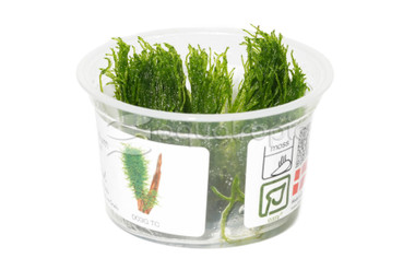 Taxiphyllum 'Spiky' :: 41486