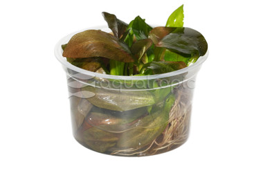 Echinodorus 'Reni' :: 50304