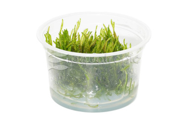 Vesicularia ferriei 'Weeping Moss' :: 51715