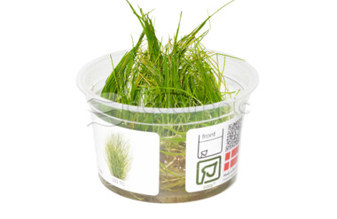 Eleocharis acicularis :: 53667