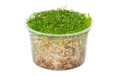 Rotala 'Rotundifolia' 'Vietnam H'ra' :: 58174