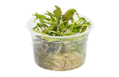 Cryptocoryne wendtii 'Green' :: 62719