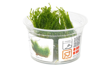 Taxiphyllum 'Flame' :: 67613