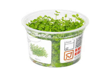 Micranthemum 'Monte Carlo' :: 76058