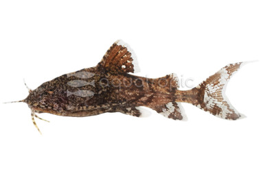 Salween Rock Catfish :: 96413