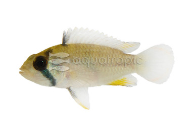Blue Panduro Dwarf Cichlid :: 37557