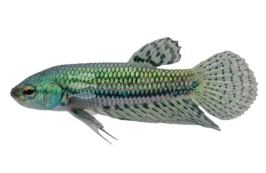 Green Alien Betta, Male :: 20788
