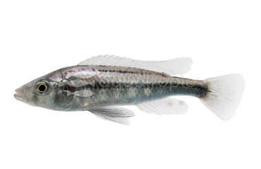 Silver Katana Haplochromis Cichlid :: 31461