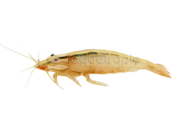 Soldier Brush Shrimp :: 17407