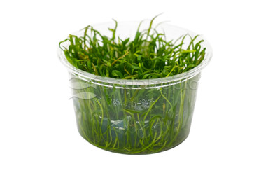 Lilaeopsis brasiliensis Cup AT :: 19361