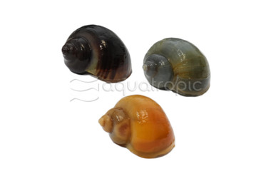 Mixed Mystery Snail :: 92993