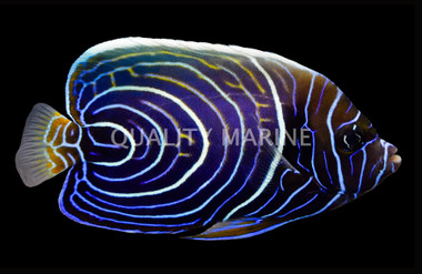 Imperator Orangetail Juvenile :: 10180