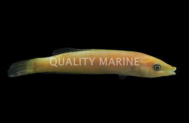 Elongate Wrasse :: 61957