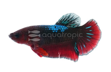 Black Vampire Plakat Betta, Male  :: 43658