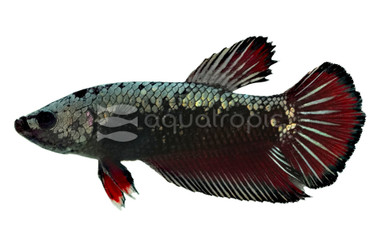 Red Samurai Betta, Male :: 83762