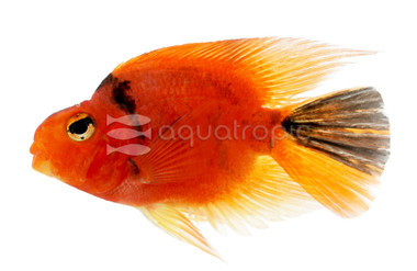 Red & Black Parrot Cichlid :: 21474