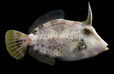 Honeycomb Filefish :: 64368