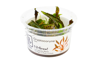 Cryptocoryne nurii :: 21636