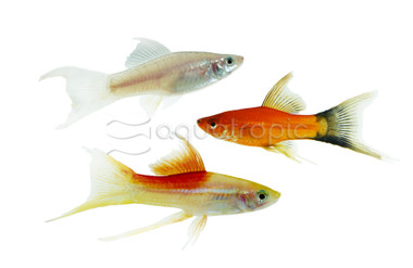 Assorted Lyretail Swordtail :: 69302