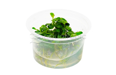 Anubias barteri 'Mini Coin' :: 61445