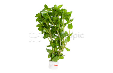 Bacopa caroliniana - bunch :: 24103