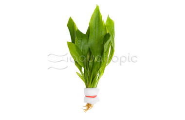 Sword Amazon Compacta (rooted) :: 61402