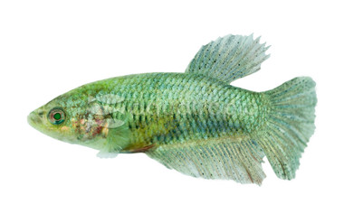 Hulk Plakat Betta, Female  :: 63639