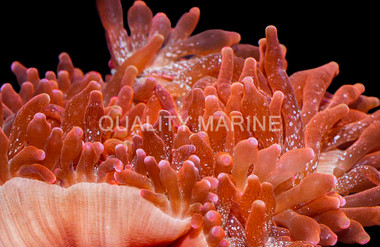 "Flamethrower" Rose Bulb Anemone :: 50049