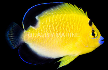 Goldflake, Bali Aquarich :: Eastern Asia :: 23787