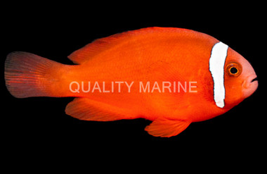 Tomato, QM Labs :: 55294