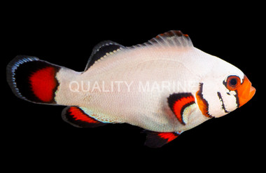 Ocellaris, Flurry, QM Labs :: 43855