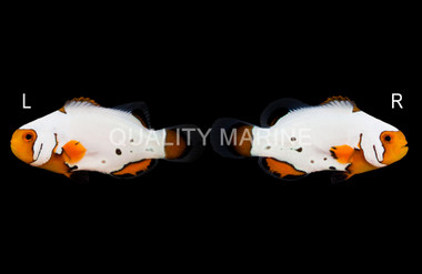 Ocellaris, Frostbite, QM Labs :: 49190