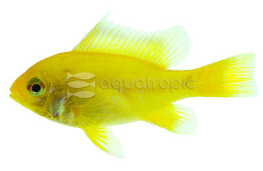 Ram, Golden Sunshine :: 91775