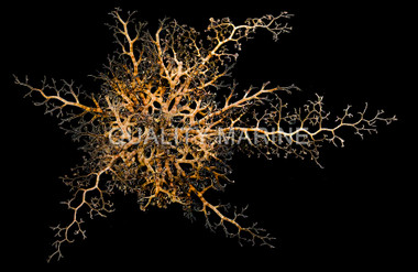 Basket Sea Star :: 59004