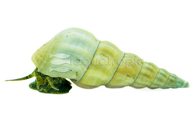 Whiite Giant Tower Cap Snail :: 34129
